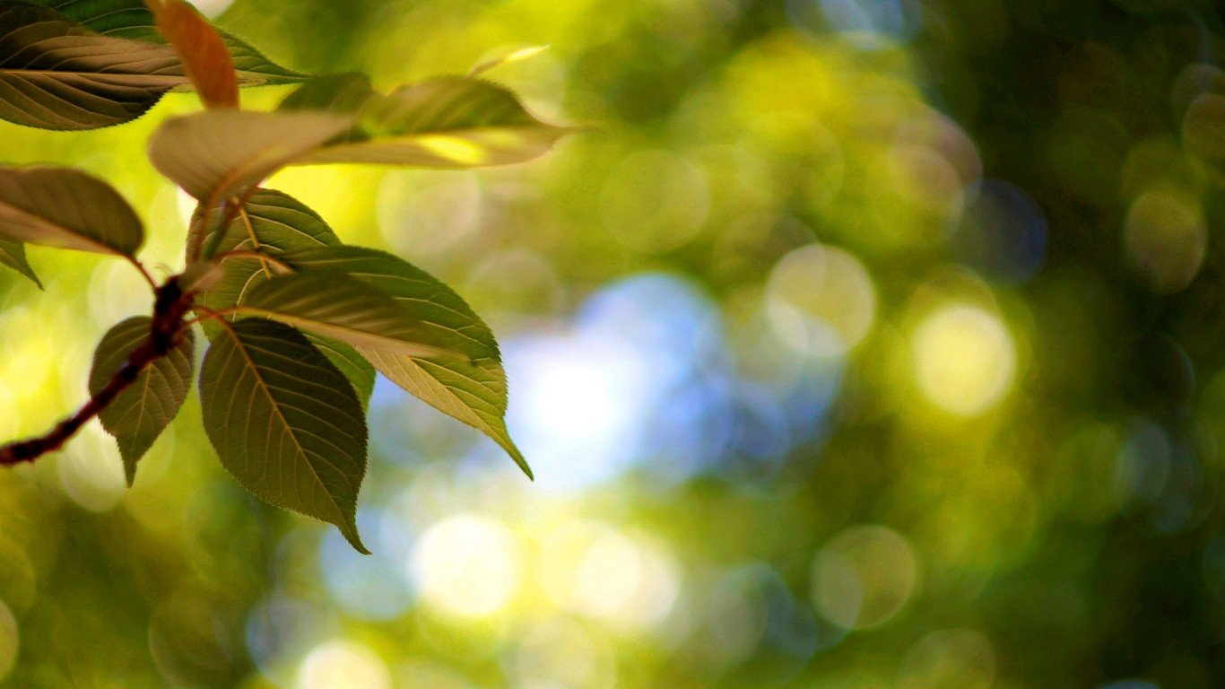 Macro Tree Trees Leaves Leaves Bokeh Blur Background Wallpaper
